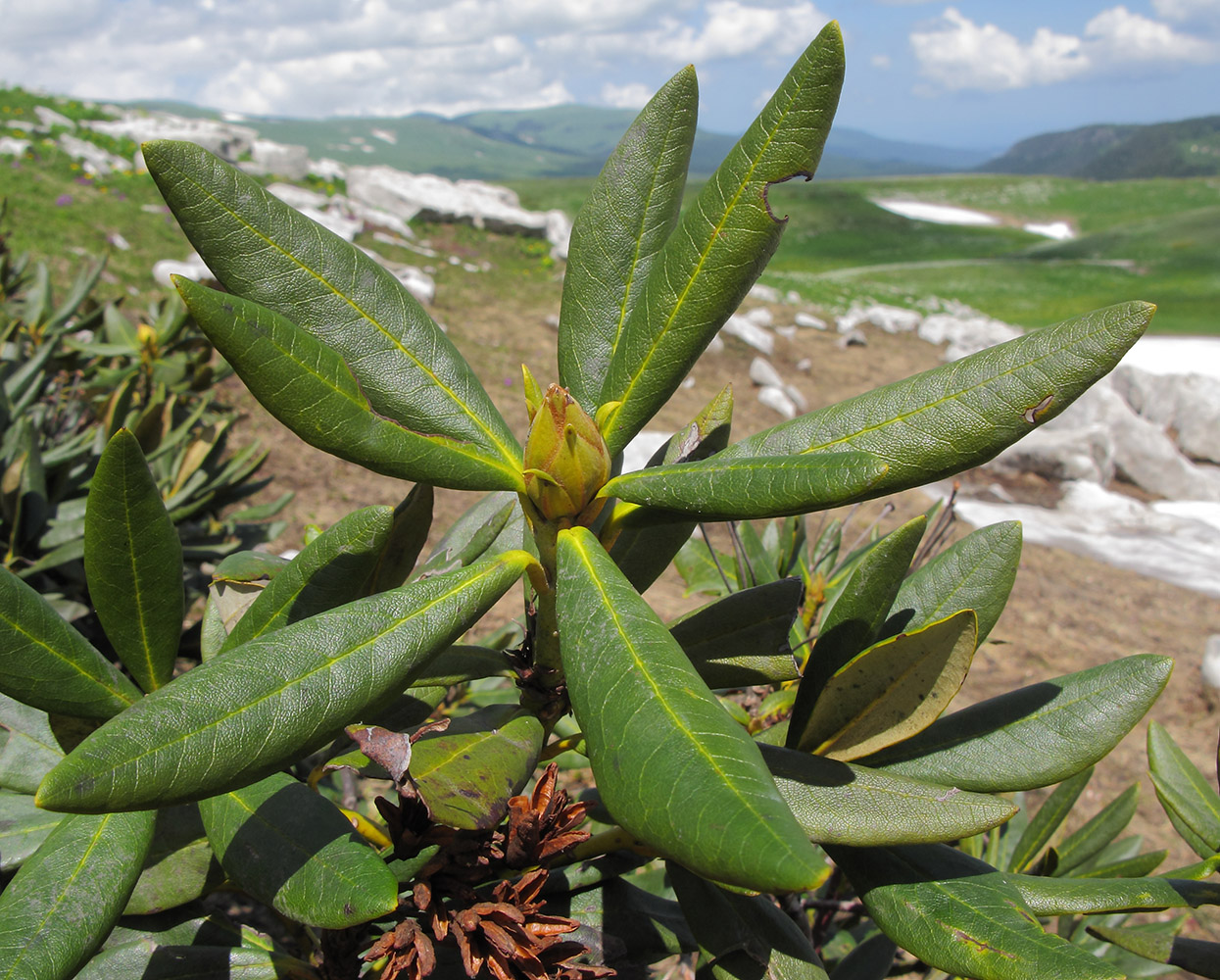 Изображение особи Rhododendron caucasicum.