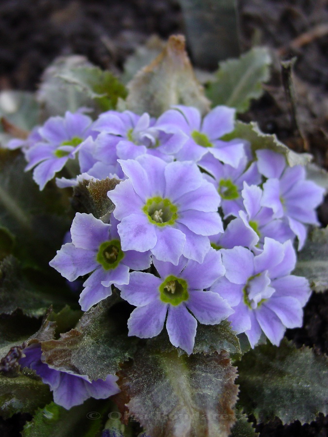 Изображение особи Primula sonchifolia.