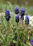 Muscari neglectum