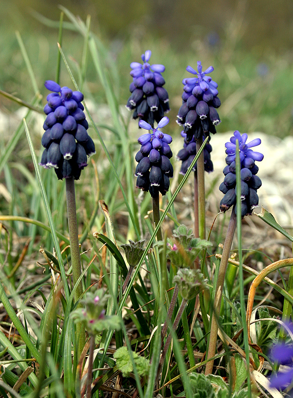 Изображение особи Muscari neglectum.