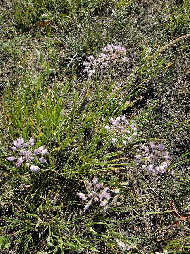 Image of Allium senescens specimen.