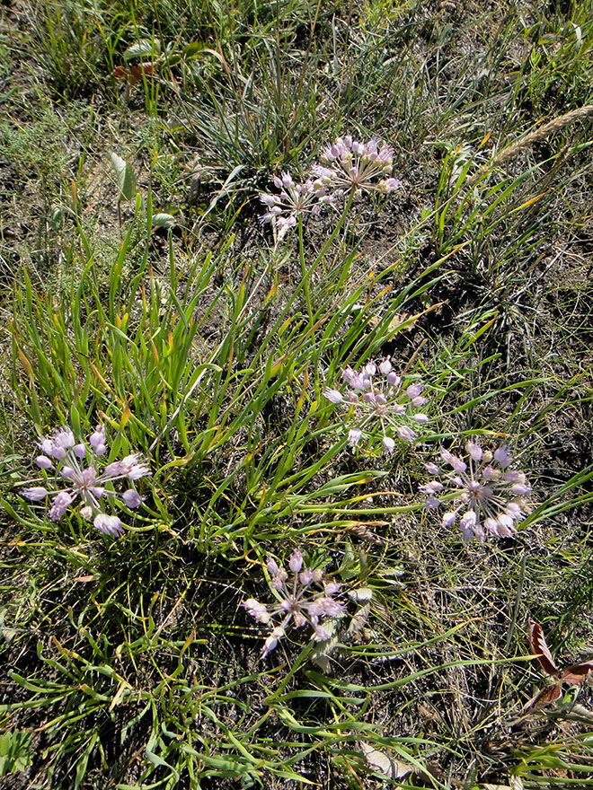 Изображение особи Allium senescens.