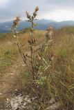 Cirsium euxinum