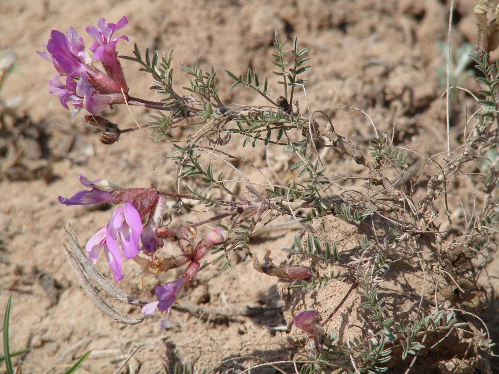 Изображение особи Astragalus angarensis.