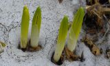 Veratrum oxysepalum
