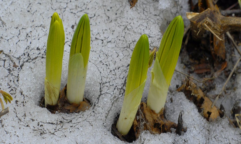 Изображение особи Veratrum oxysepalum.