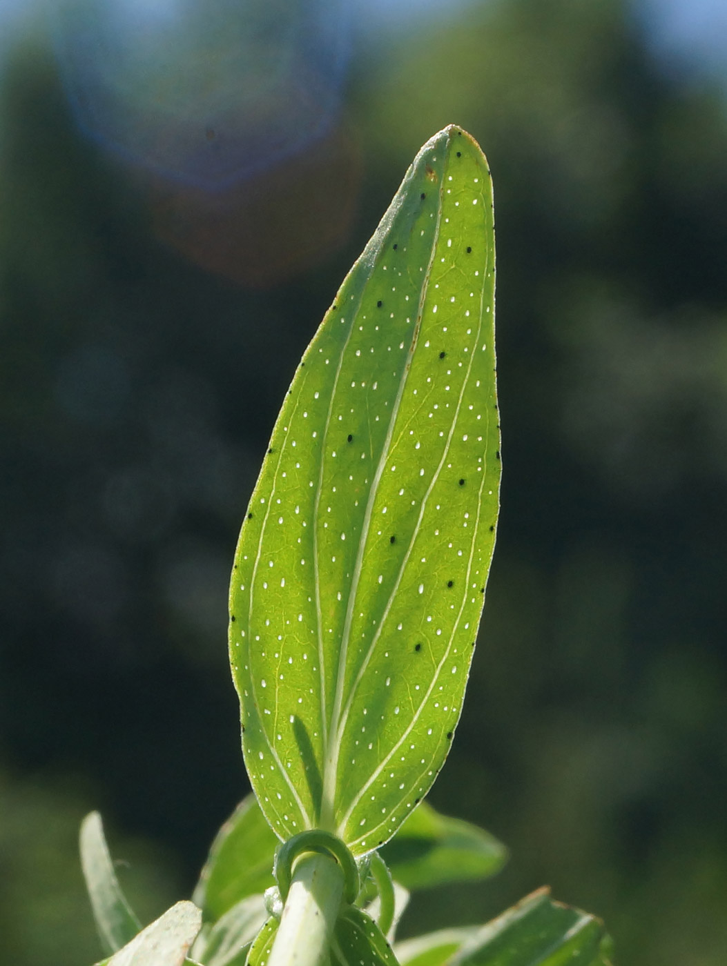 Image of Hypericum perforatum specimen.