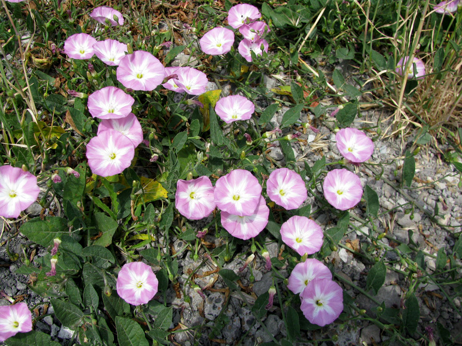 Изображение особи Convolvulus arvensis.