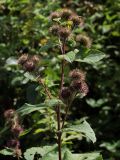 Arctium lappa