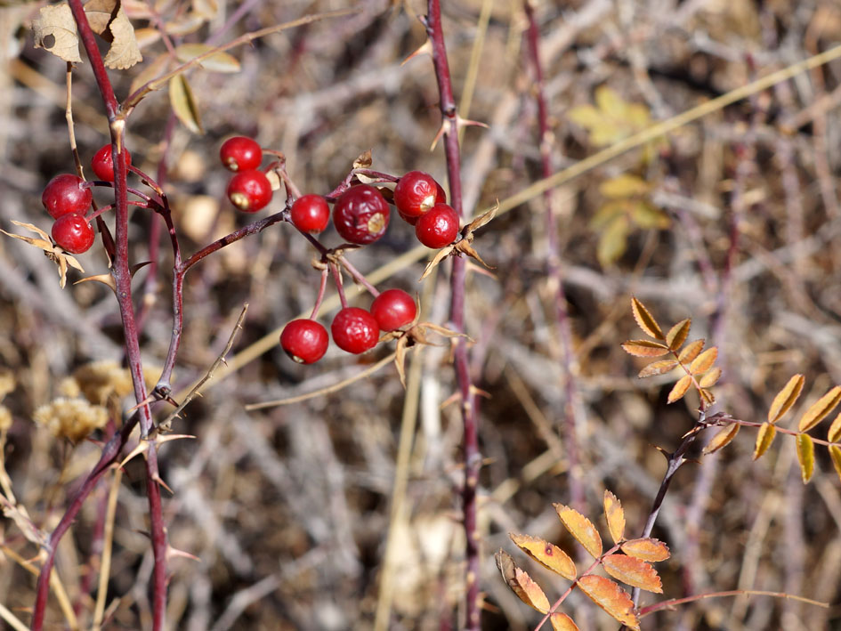 Image of Rosa beggeriana specimen.