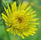 Sonchus asper. Соцветие. Татарстан, г. Бавлы, огород. 17.07.2015.