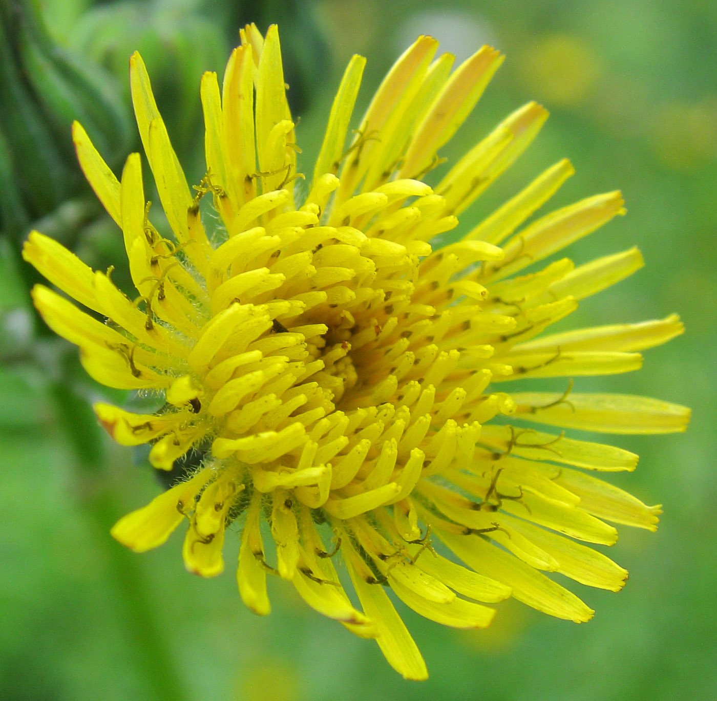 Image of Sonchus asper specimen.