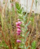 Odontites vulgaris. Верхушка цветущего побега. Якутия (Саха), г. Якутск, пустырь между домами. 15.08.2012.
