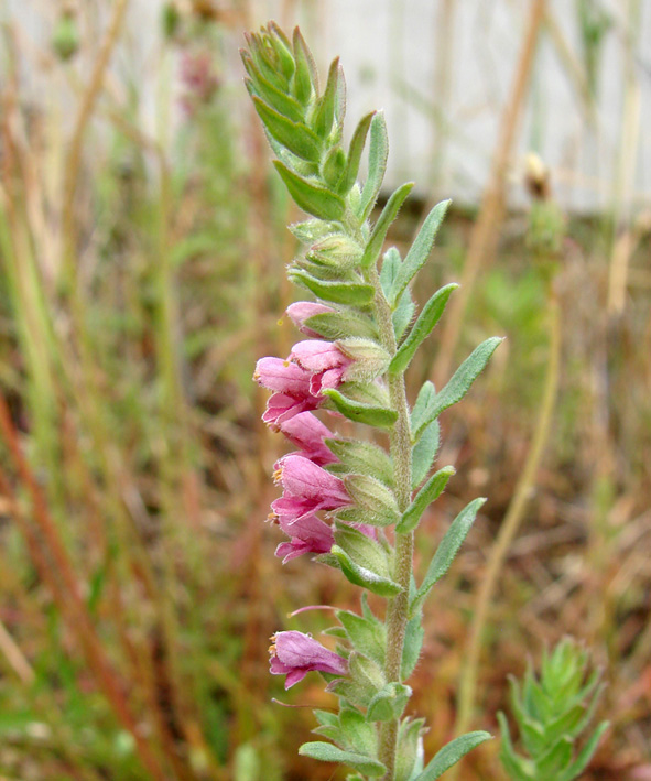 Изображение особи Odontites vulgaris.