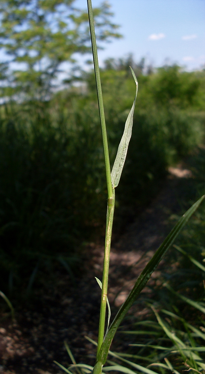 Image of Poa annua specimen.