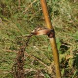 Ferula songarica