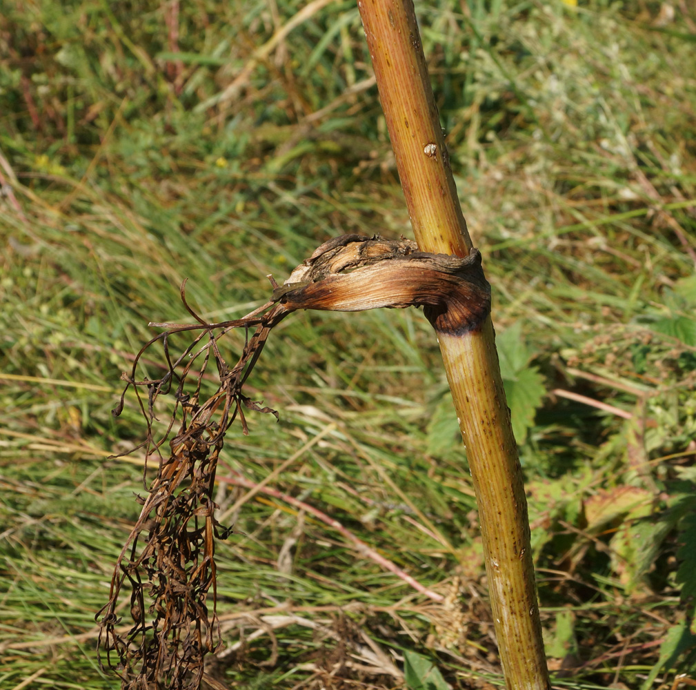 Изображение особи Ferula songarica.
