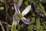 Crocus laevigatus