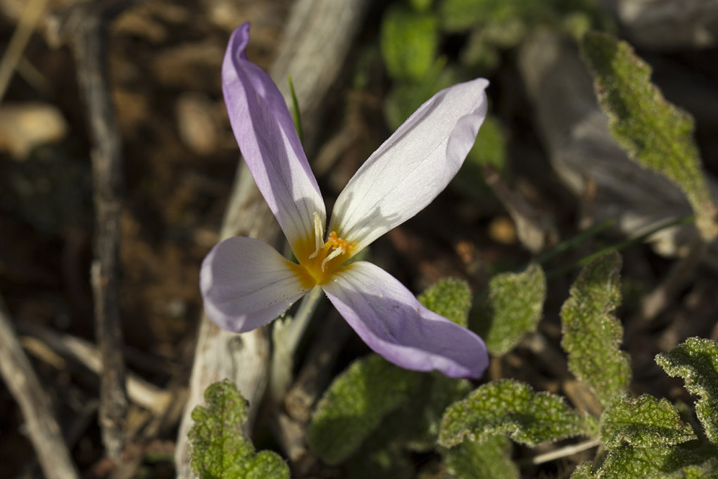 Изображение особи Crocus laevigatus.