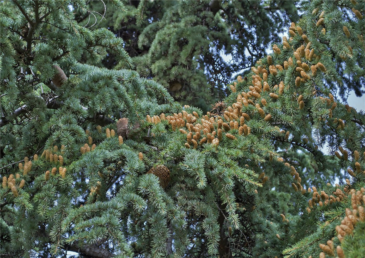 Изображение особи Cedrus libani.