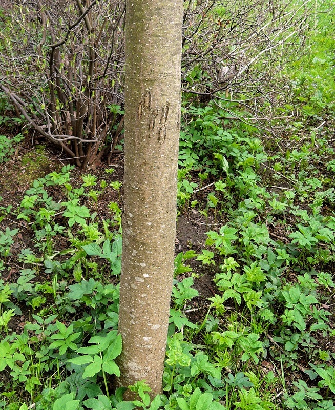 Image of Magnolia hypoleuca specimen.