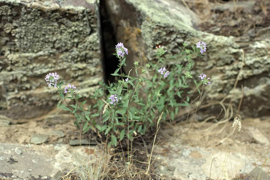 Image of Ziziphora clinopodioides specimen.
