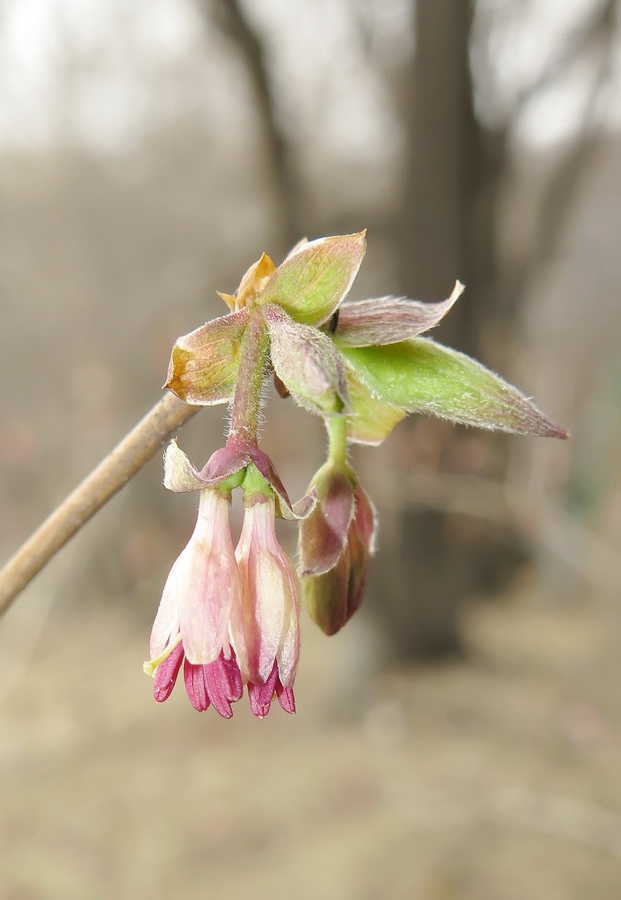 Image of Lonicera praeflorens specimen.
