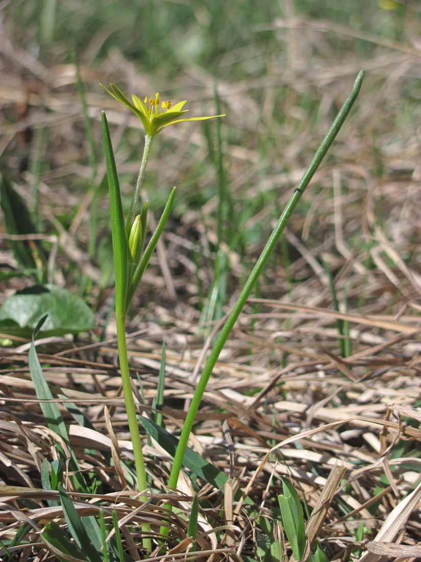 Image of Gagea liotardii specimen.