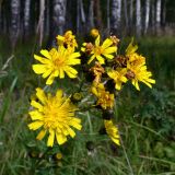 Hieracium umbellatum. Соцветия. Свердловская обл., г. Екатеринбург, окр. пос. Шабровский, берёзовый лес. 15.08.2015.