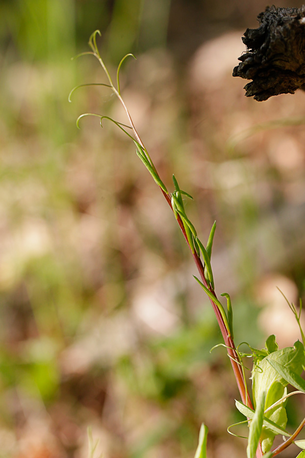 Image of Lathyrus pisiformis specimen.