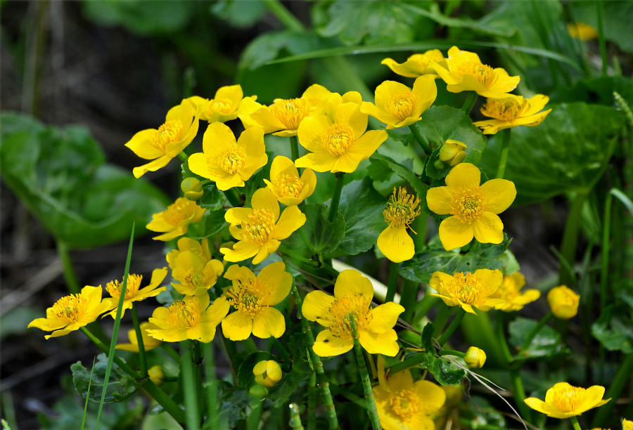 Image of Caltha palustris specimen.