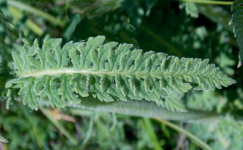 Изображение особи Pedicularis sibthorpii.