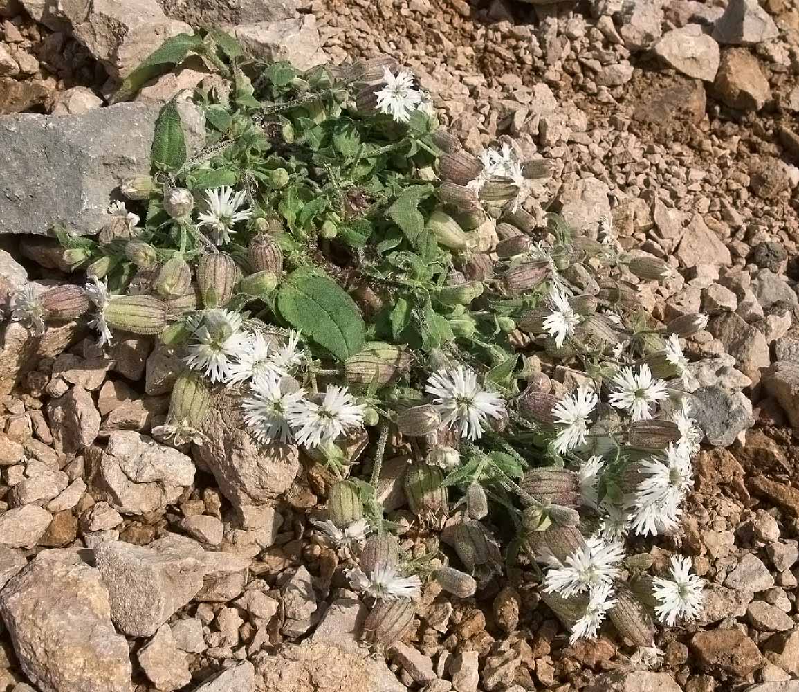 Image of Oberna lacera specimen.