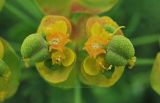 Euphorbia cyparissias