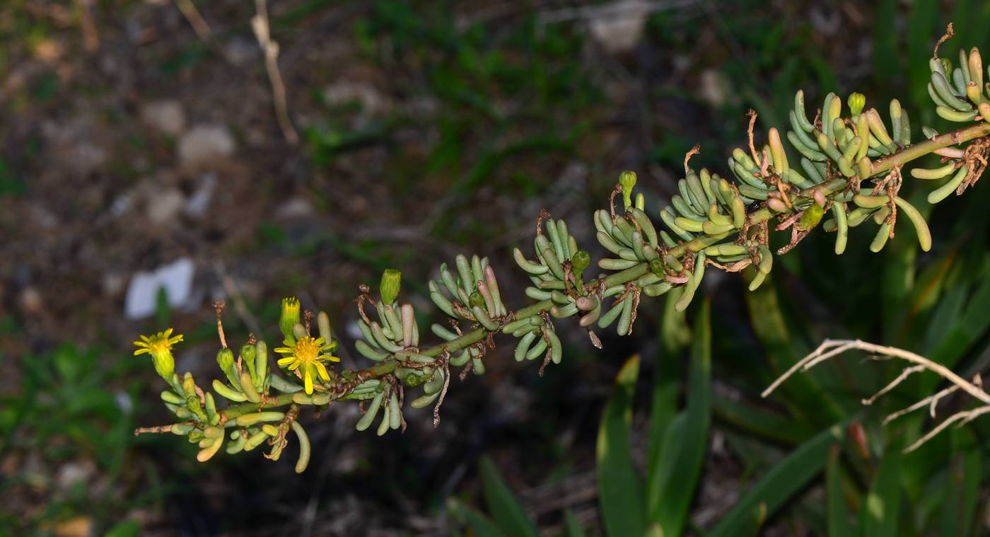 Изображение особи Limbarda crithmoides.