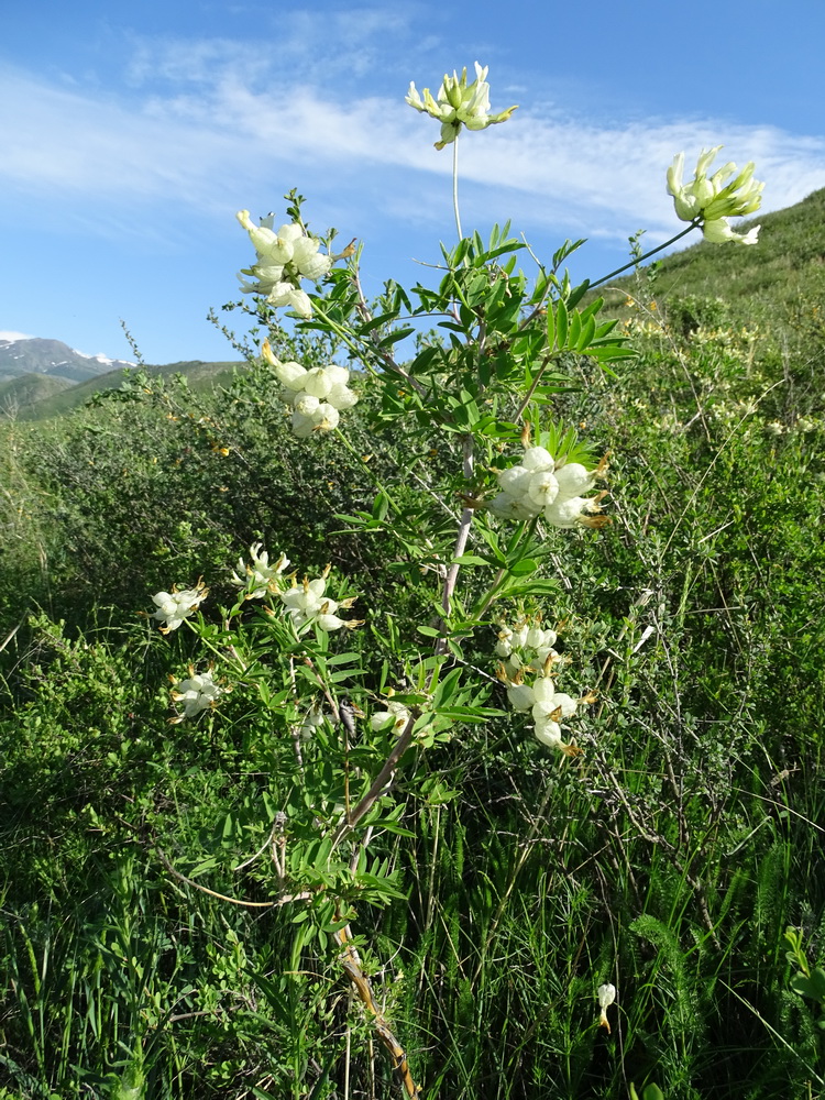 Изображение особи Astragalus veresczaginii.