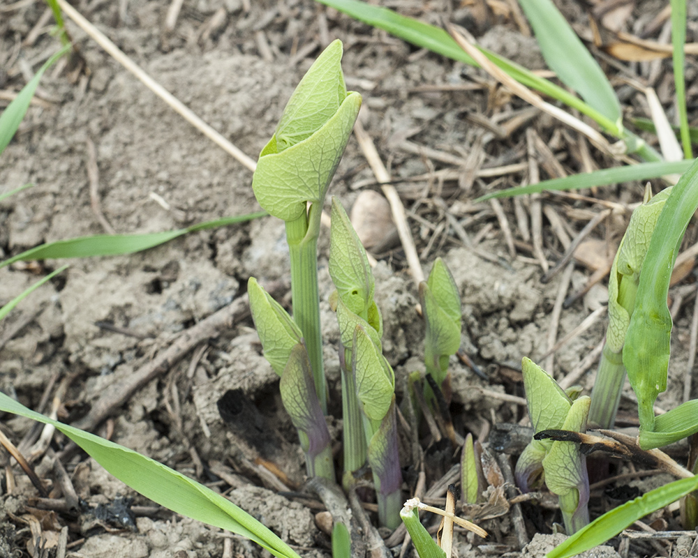 Изображение особи Aristolochia clematitis.