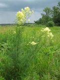 Thalictrum lucidum. Цветущее растение. Украина, Черкасская обл., Маньковский р-н, с. Буки, Букский каньон, заливной луг в пойме р. Горный Тикич. 11.06.2016.