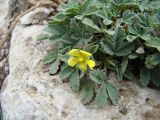 Potentilla incana