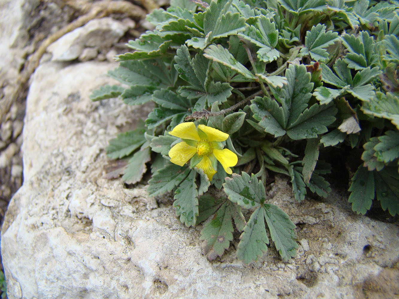 Изображение особи Potentilla incana.