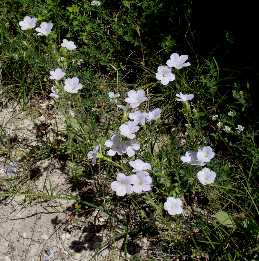 Изображение особи Linum lanuginosum.