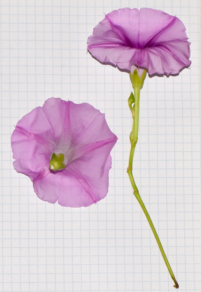 Image of Ipomoea pes-caprae specimen.