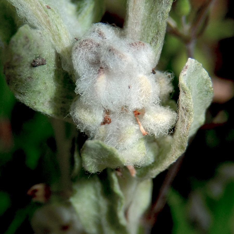 Image of Bombycilaena erecta specimen.