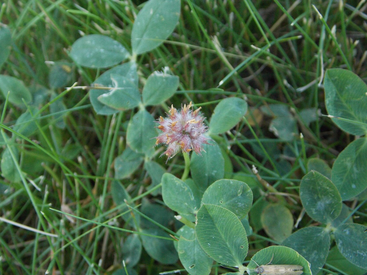 Image of Trifolium fragiferum specimen.