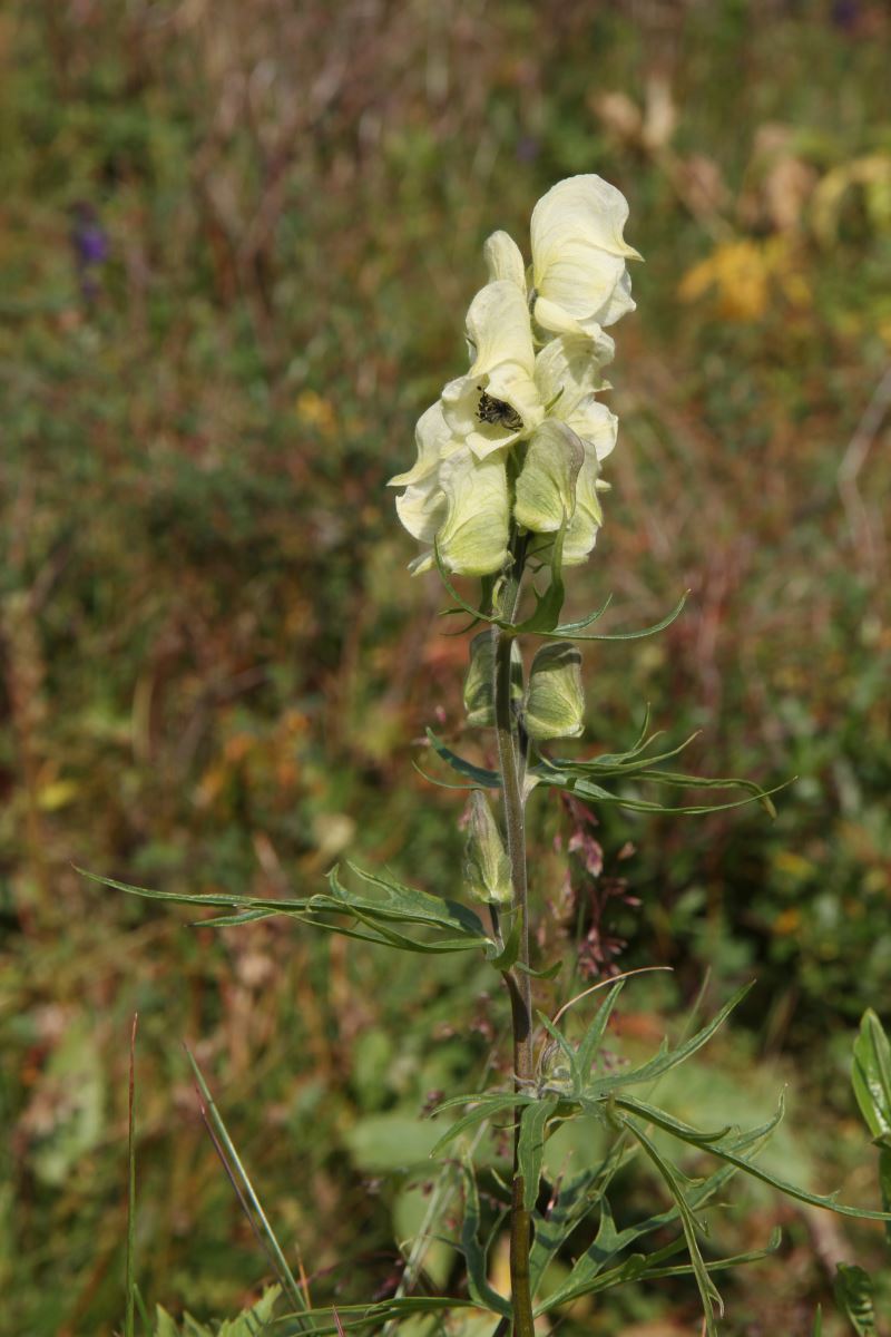 Изображение особи Aconitum anthoroideum.