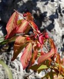 Euonymus sacrosanctus. Верхушка побега с плодами. Приморье, окр. г. Находка, гора Сестра, на скалистом гребне отрога, у тропы. 29.09.2016.