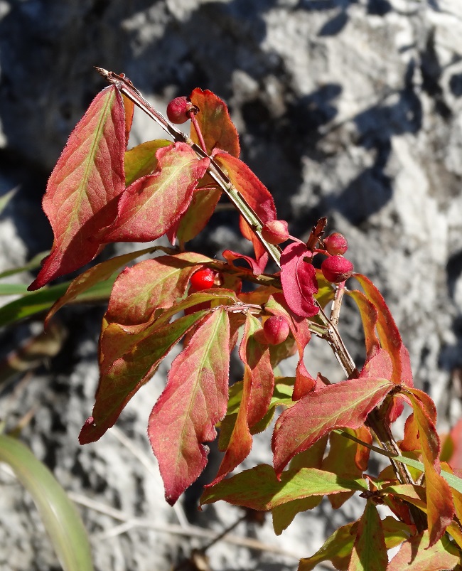 Image of Euonymus sacrosanctus specimen.