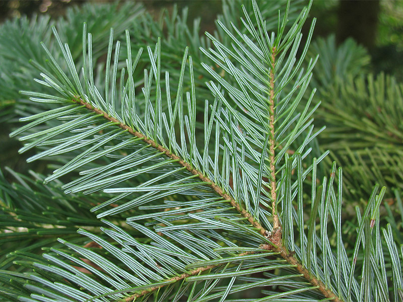 Image of Abies sibirica specimen.