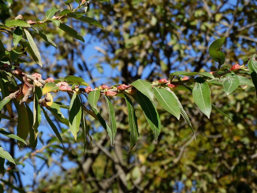 Image of Salix gracilistyla specimen.