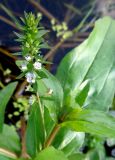 Veronica anagallis-aquatica. Верхушка растения с соцветиями. Литва, г. Каунас, берег р. Неман. 02.10.2016.